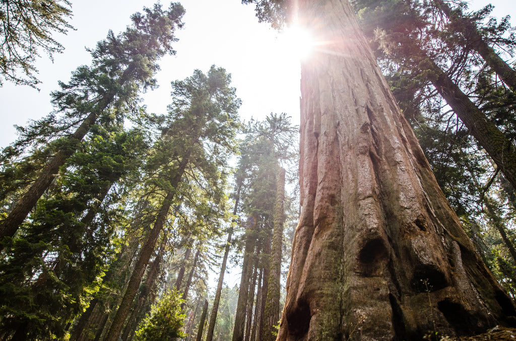Forest with ancient trees and warm sunlight